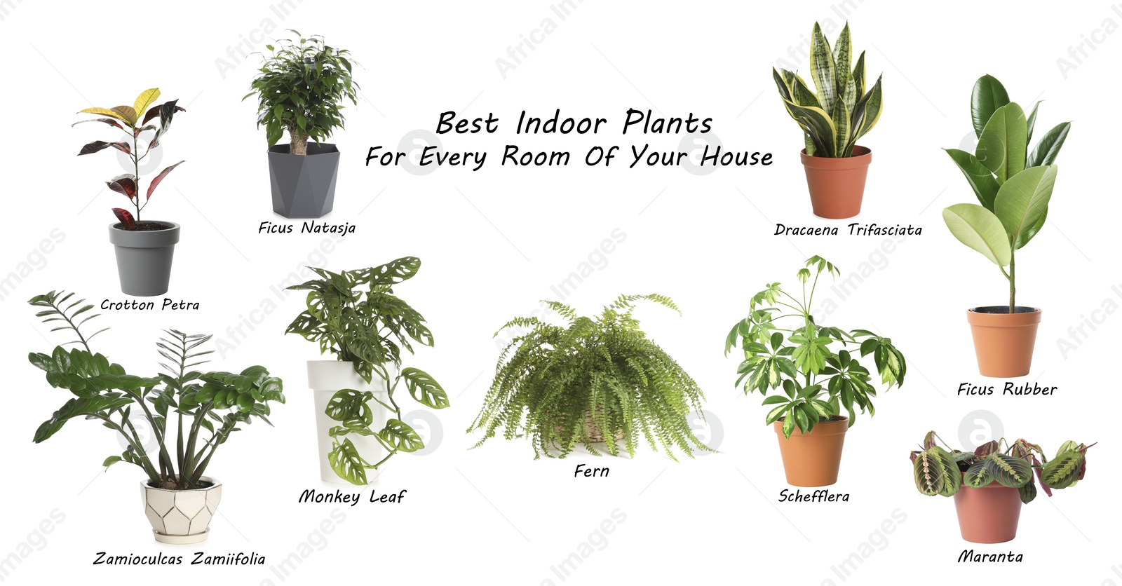 Image of Set of best house plants on white background