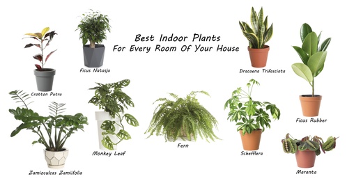 Image of Set of best house plants on white background