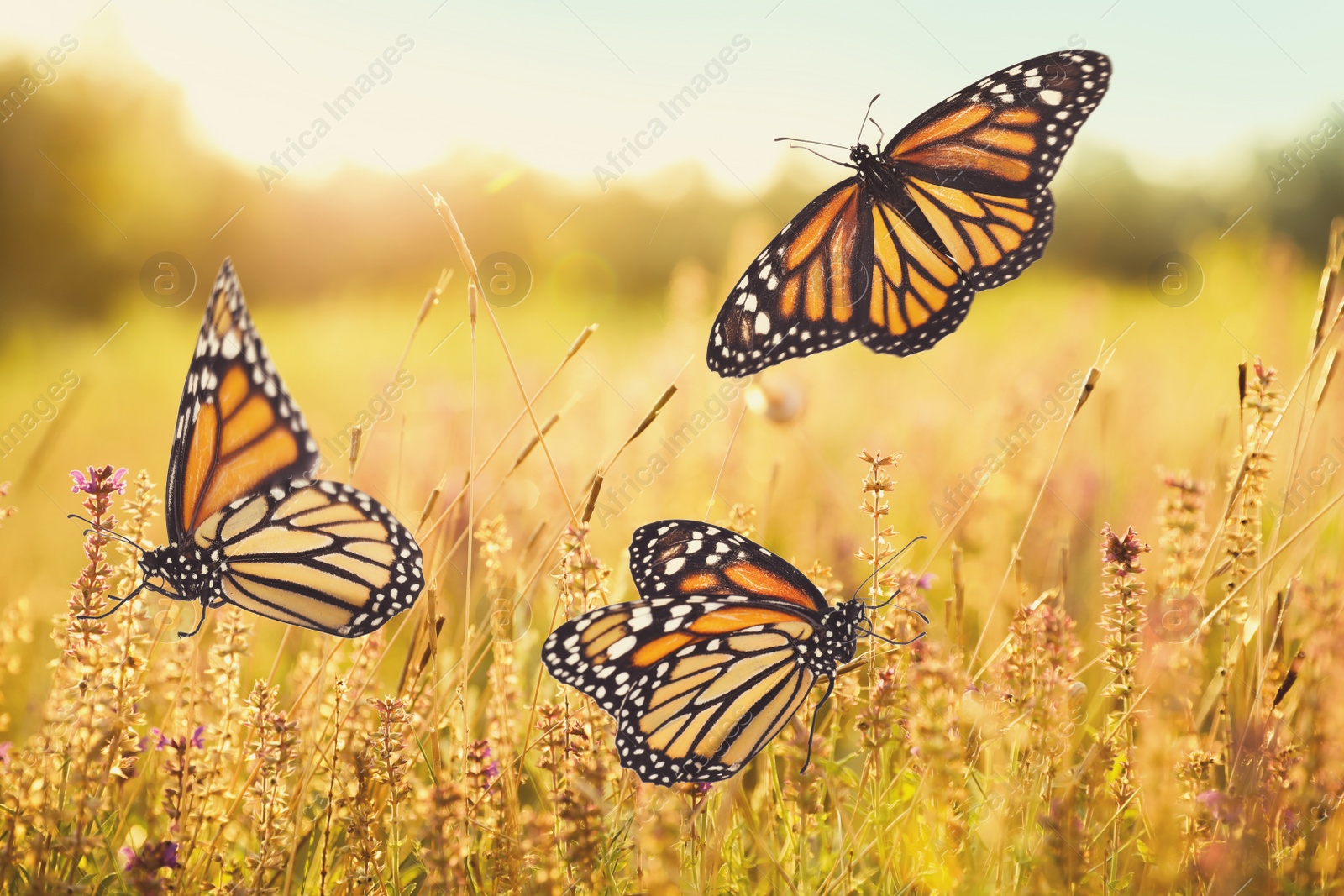 Image of Sunlit field with beautiful butterflies in morning