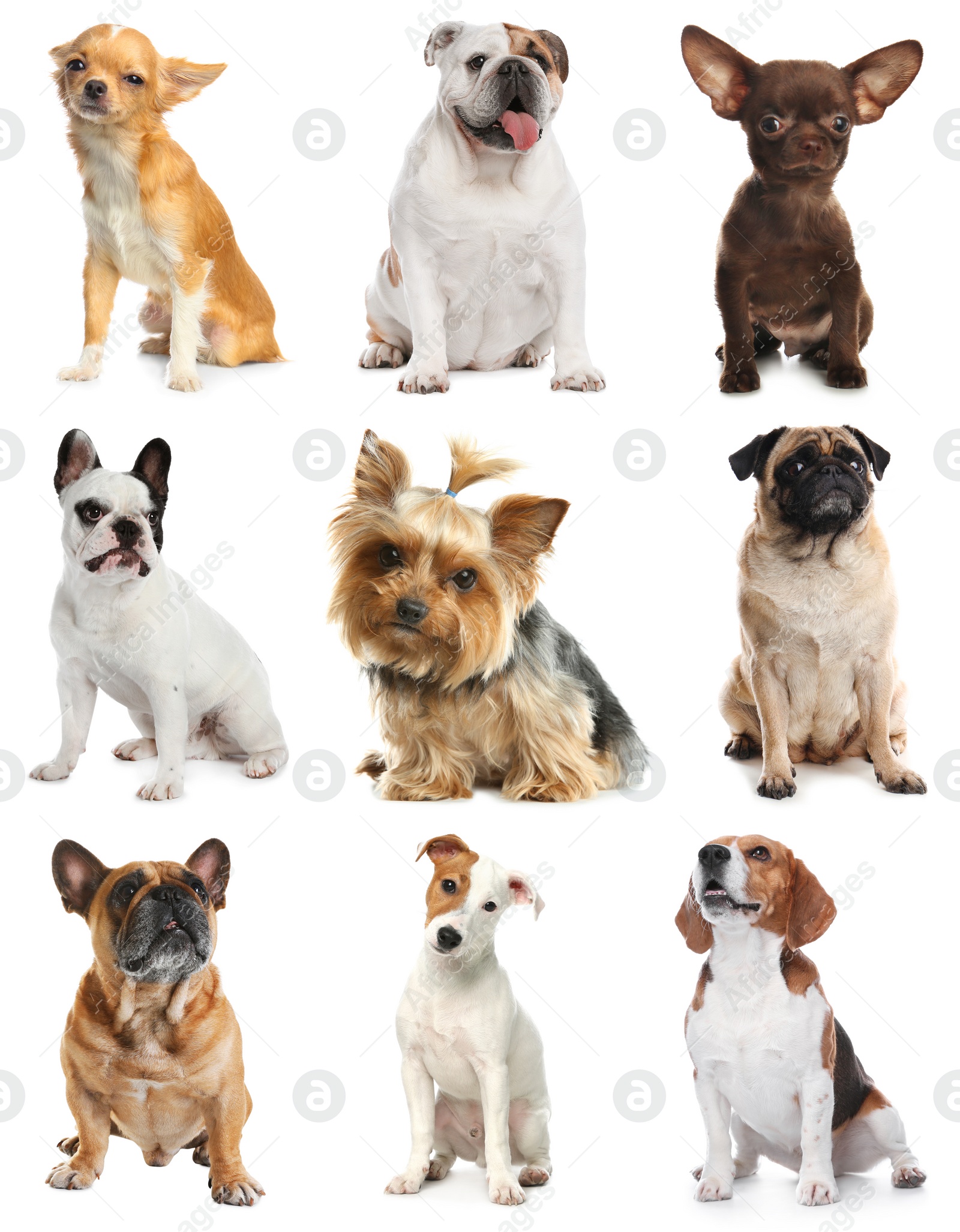 Image of Set of different dogs on white background