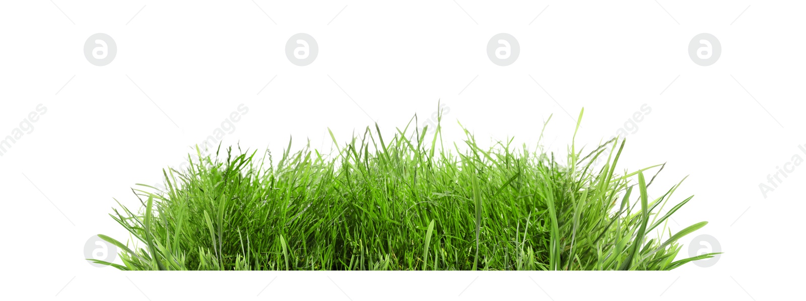 Image of Beautiful lush green grass on white background. Banner design