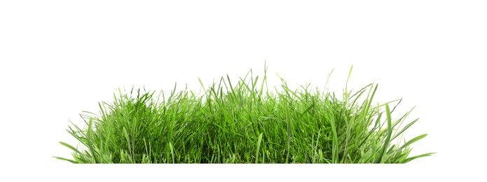 Image of Beautiful lush green grass on white background. Banner design