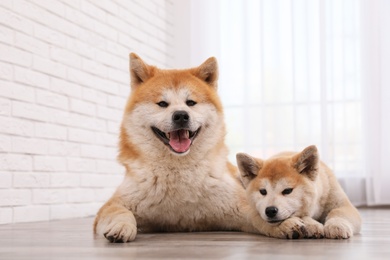 Photo of Adorable Akita Inu dog and puppy on floor indoors