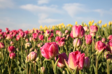 Beautiful pink tulip flowers growing in field on sunny day, closeup