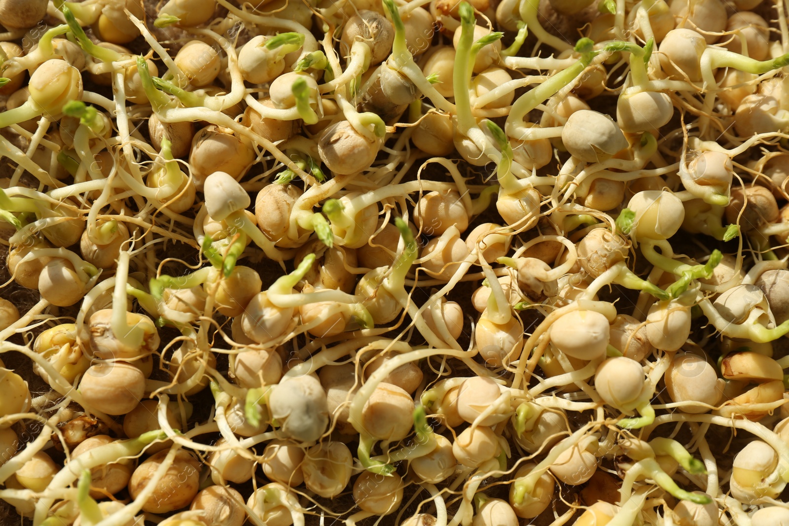 Photo of Growing microgreens. Many sprouted pea seeds as background, top view