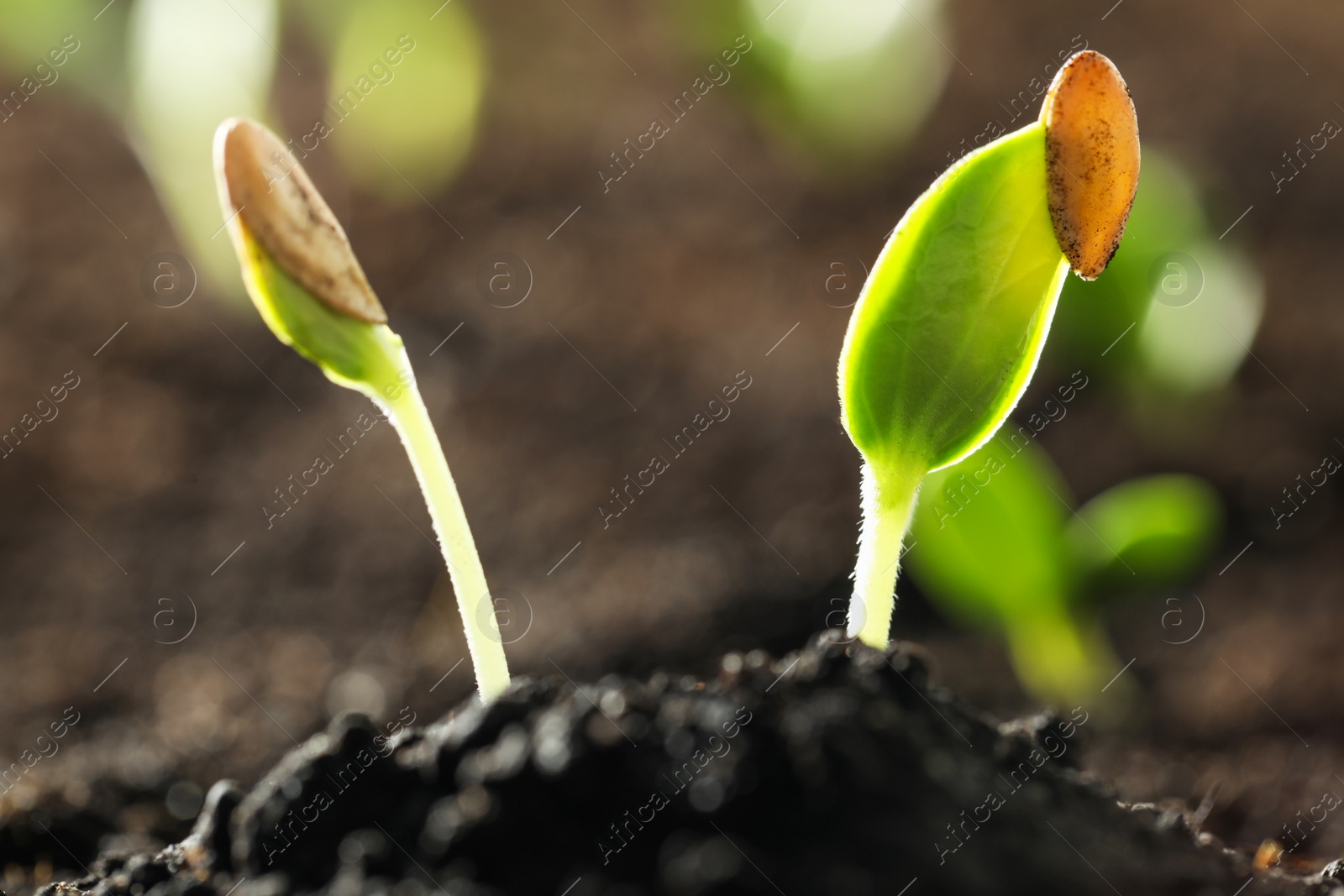 Photo of Young vegetable seedlings growing in soil outdoors