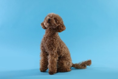 Photo of Cute Maltipoo dog on light blue background. Lovely pet