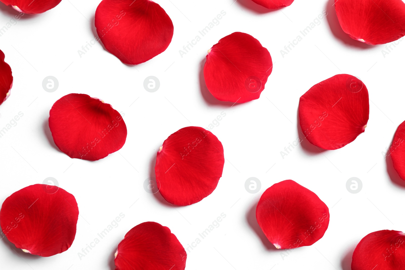 Photo of Fresh red rose petals on white background, top view