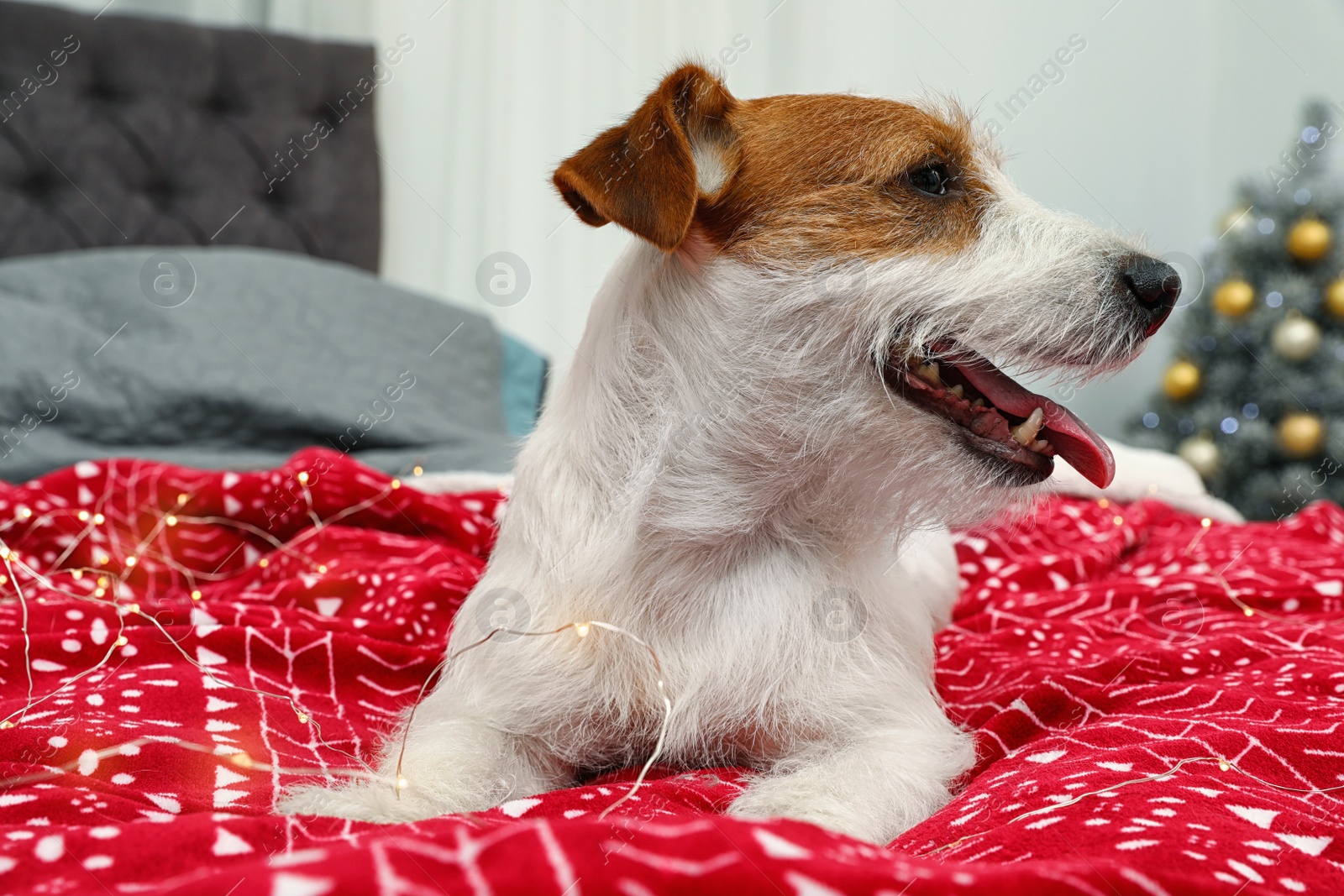 Photo of Cute Jack Russell Terrier dog on bed in room decorated for Christmas. Cozy winter