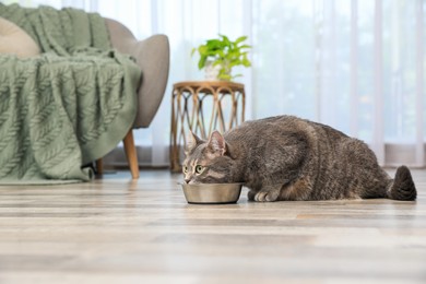 Photo of Grey tabby cat eating from bowl in living room at home. Cute pet