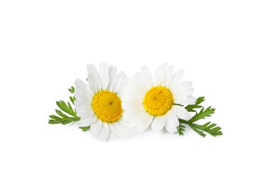 Beautiful chamomile flowers with green leaves on white background