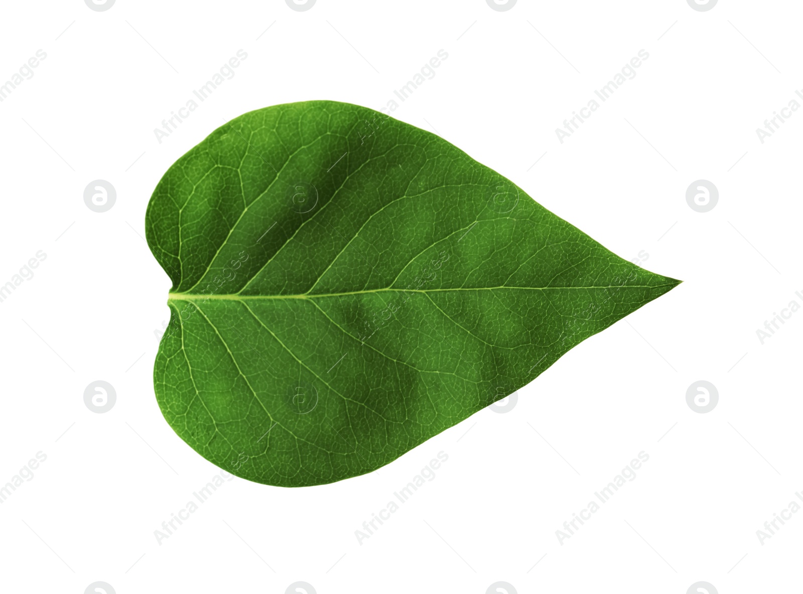 Photo of Leaf of sacred fig tree isolated on white. Buddhism concept