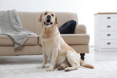 Photo of Yellow labrador retriever sitting on floor indoors