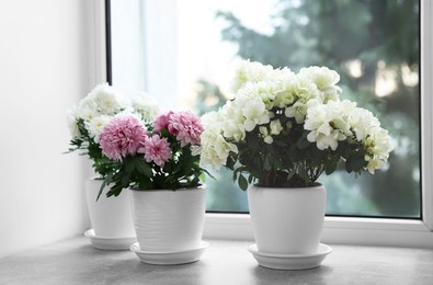 Photo of Beautiful chrysanthemum and azalea flowers in pots on windowsill indoors