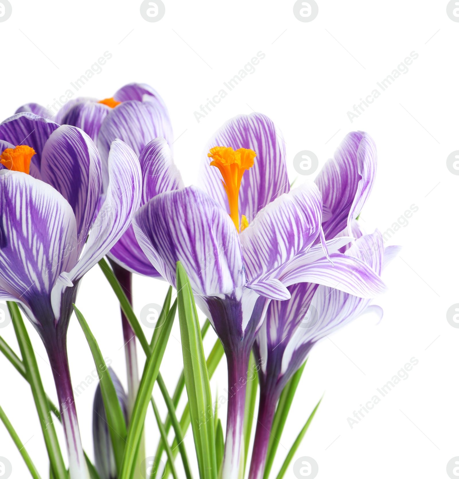 Photo of Beautiful spring crocus flowers on white background