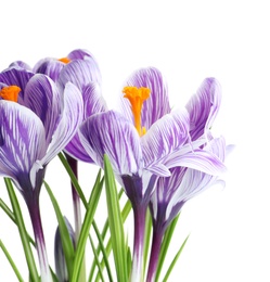 Photo of Beautiful spring crocus flowers on white background