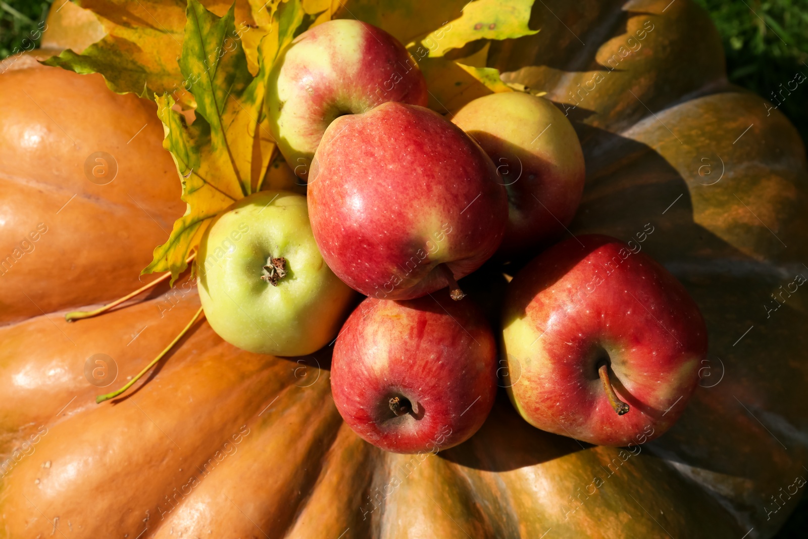 Photo of Ripe pumpkin and apples as background, closeup. Autumn harvest