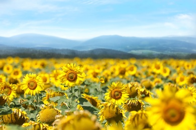 Sunflower field near mountains under blue sky