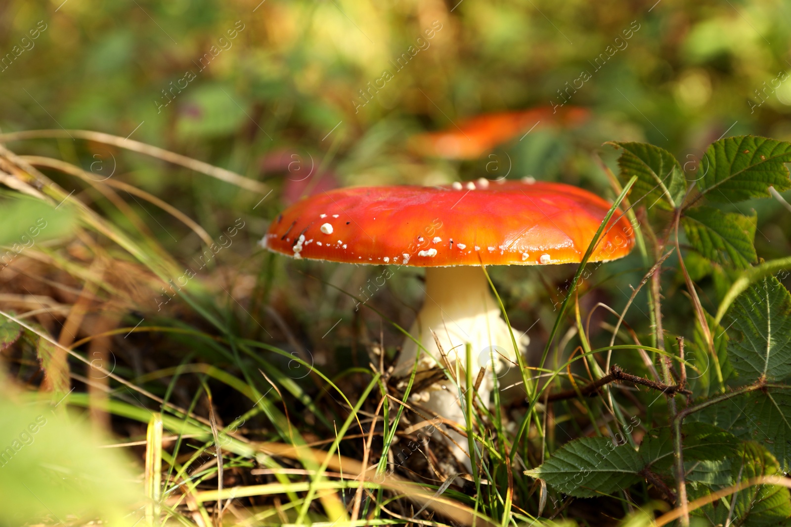 Photo of Fresh wild mushroom growing in forest, closeup. Space for text