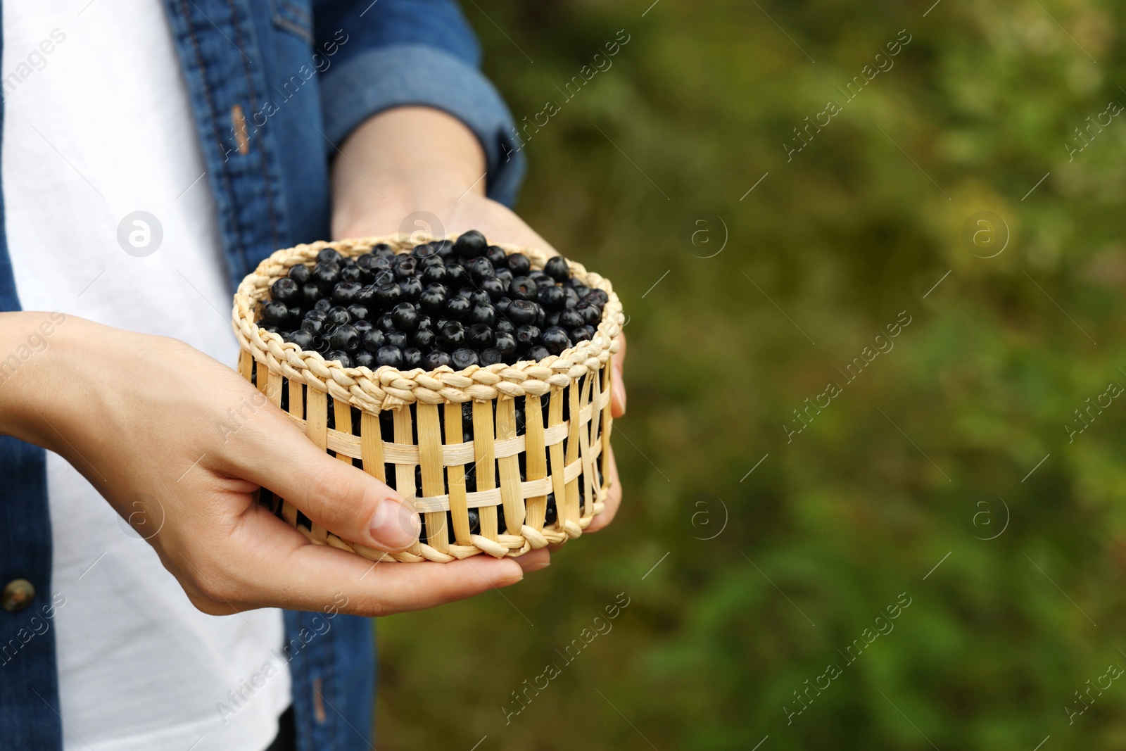 Photo of Woman holding wicker bowl of bilberries outdoors, closeup. Space for text