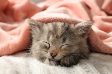 Photo of Cute kitten sleeping in blankets. Baby animal