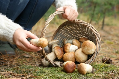 Photo of Woman gathering scattered porcini mushrooms into basket in forest, closeup