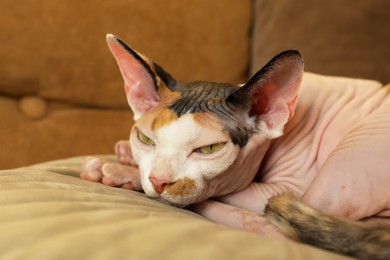 Adorable Sphynx cat lying on pillow indoors, closeup. Cute pet