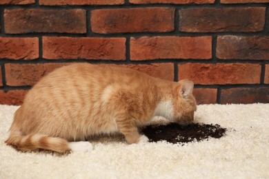 Photo of Cute ginger cat on carpet with scattered soil indoors