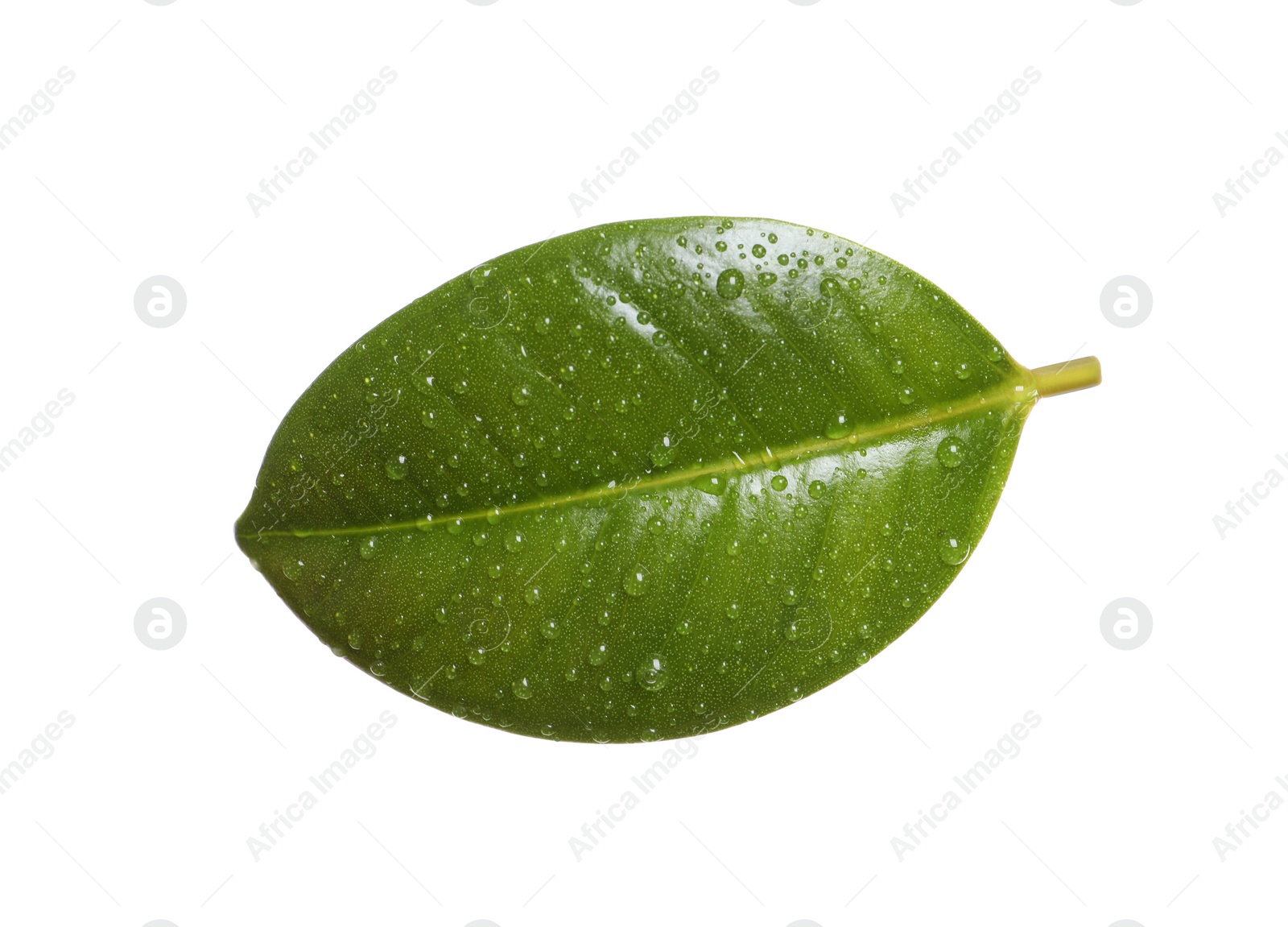 Photo of Fresh green leaf of Ficus elastica plant isolated on white