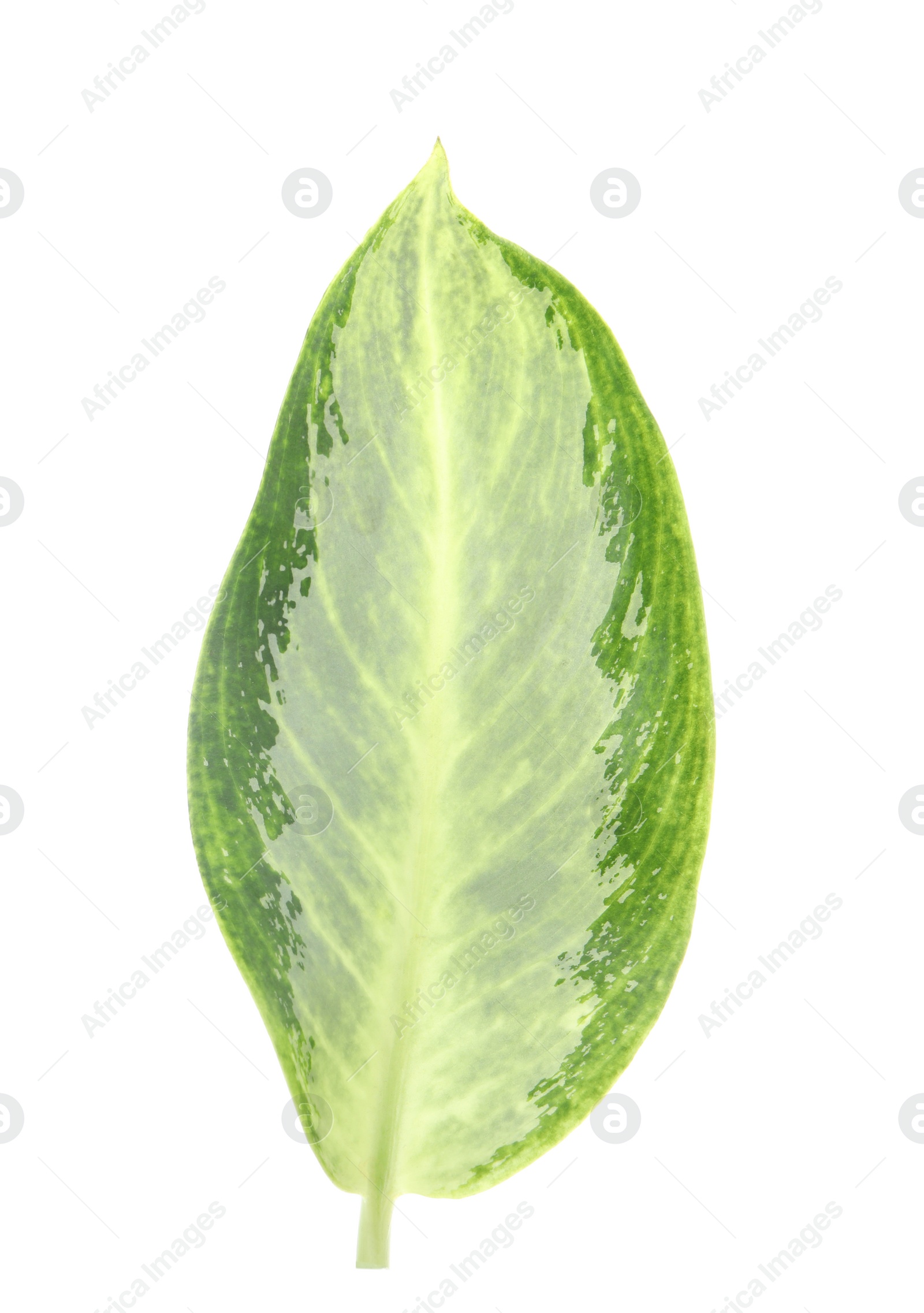 Photo of Aglaonema leaf isolated on white. Beautiful tropical plant