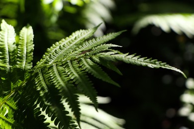 Photo of Beautiful green fern leaf on blurred background, closeup view