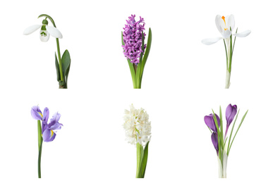 Collage with beautiful spring flowers on white background.