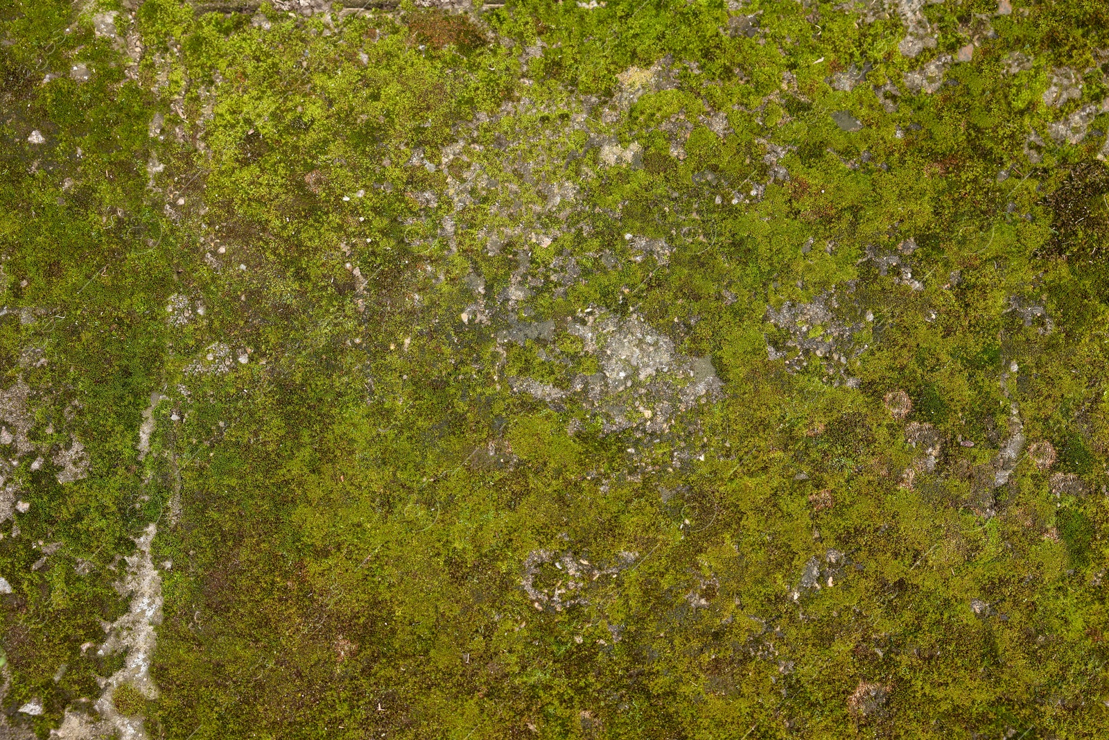 Photo of Textured surface with moss as background, top view