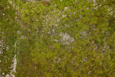 Textured surface with moss as background, top view