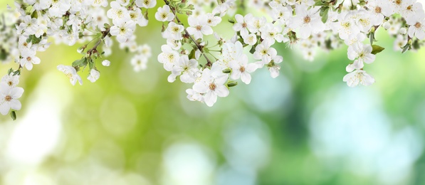 Image of Amazing spring blossom. Tree branches with beautiful flowers outdoors, banner design