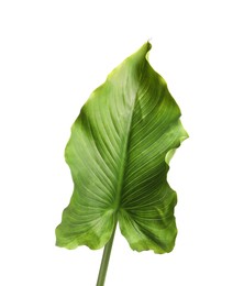 Photo of Beautiful green calla lily leaf on white background