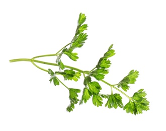 Fresh green organic parsley on white background