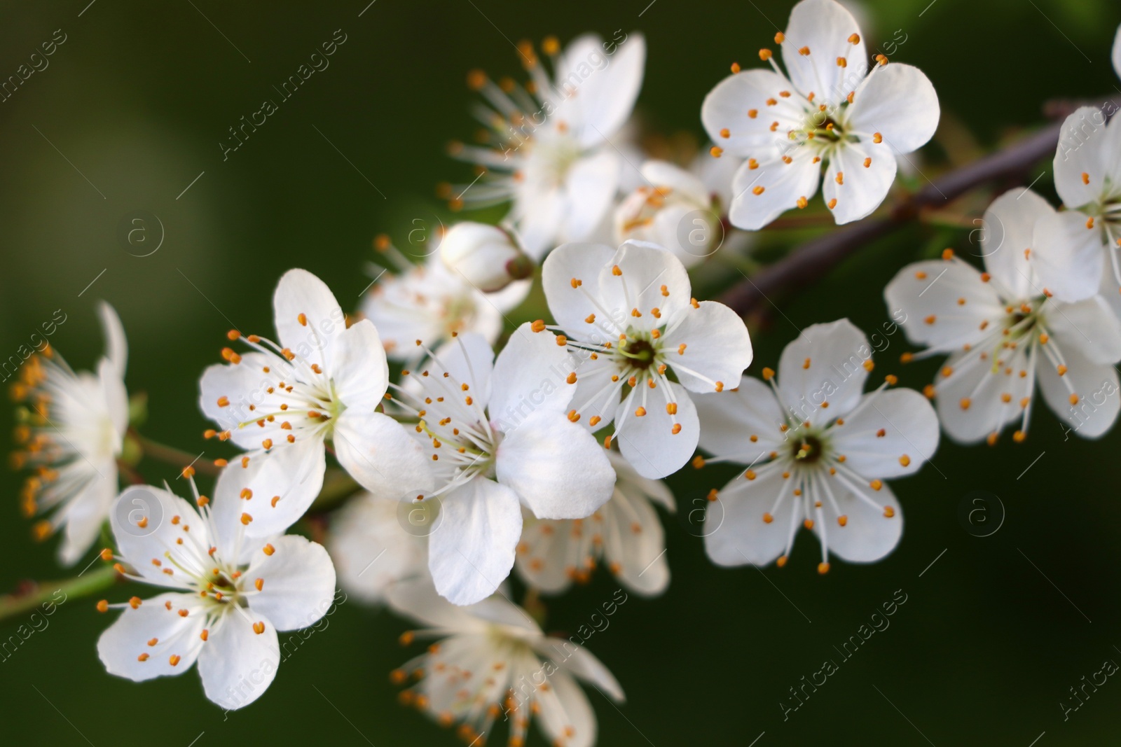 Photo of Cherry tree with white blossoms on green background, closeup. Spring season