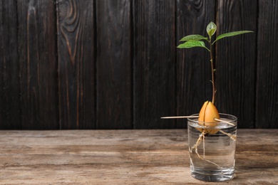 Glass with sprouted avocado on wooden table. Space for text