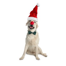 Adorable dog in Santa hat with red Christmas ball nose isolated on white