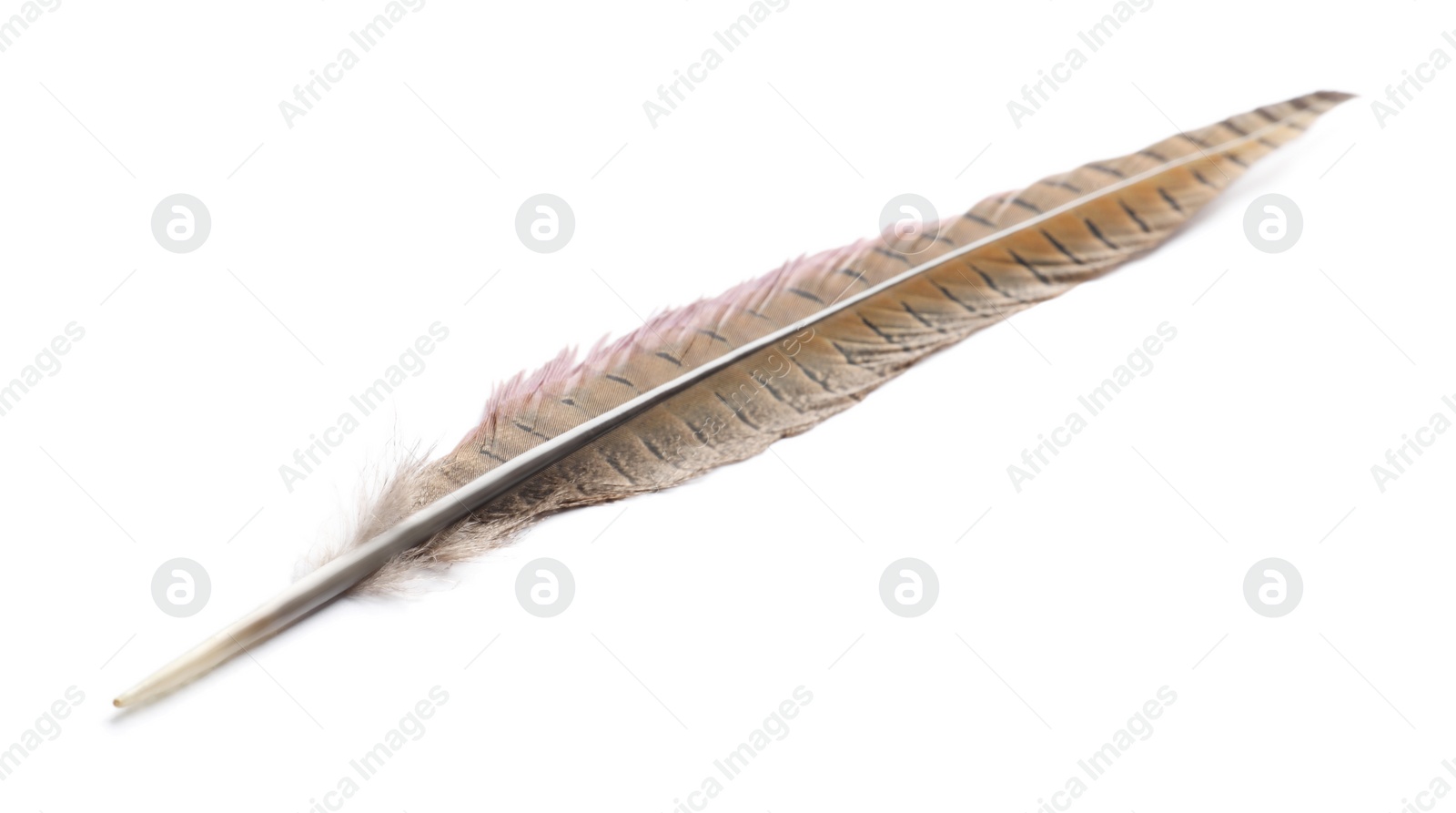 Photo of Beautiful brown bird feather isolated on white