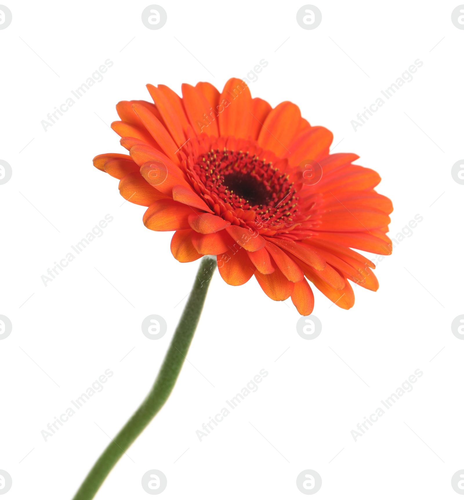 Photo of Beautiful orange gerbera flower isolated on white