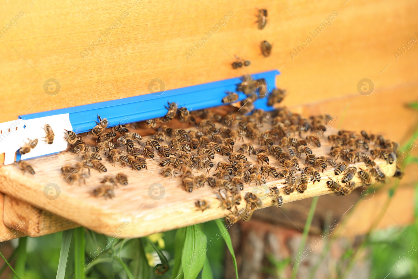 Photo of Closeup view of wooden hive with honey bees on sunny day