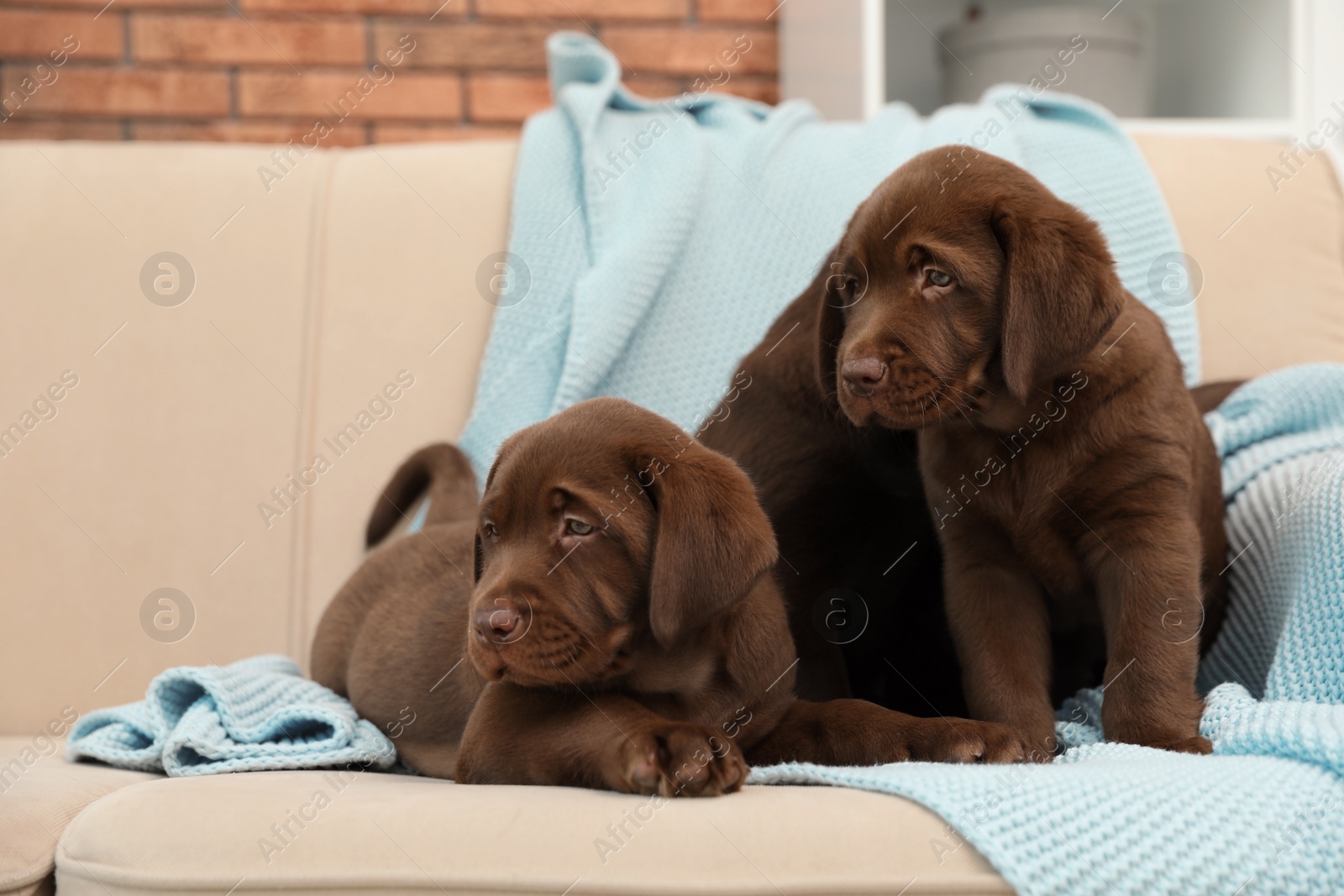 Photo of Chocolate Labrador Retriever puppies with blanket on sofa indoors