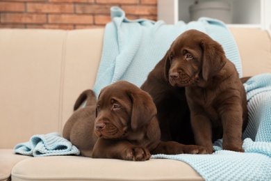 Chocolate Labrador Retriever puppies with blanket on sofa indoors