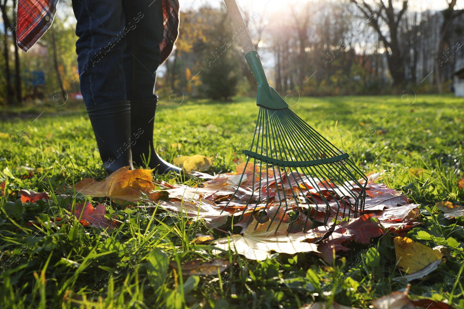 Photo of Woman raking fall leaves in park, closeup