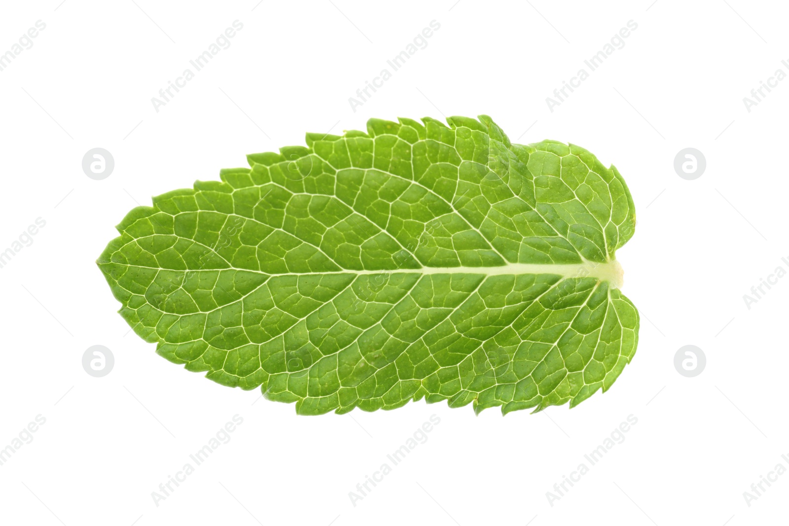 Photo of Fresh green mint leaf isolated on white