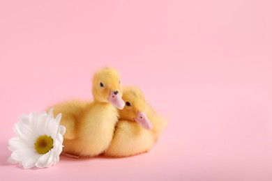 Baby animals. Cute fluffy ducklings sitting near flower on pink background, space for text