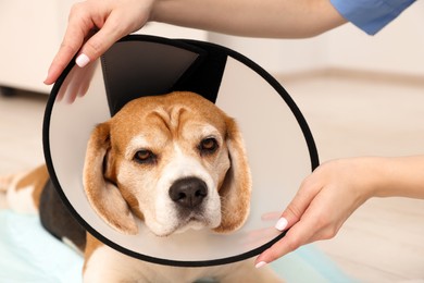 Veterinarian with adorable Beagle dog wearing medical plastic collar in clinic, closeup