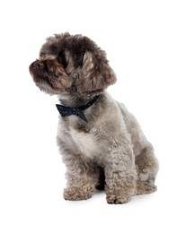 Cute Maltipoo dog with bow tie on white background. Lovely pet